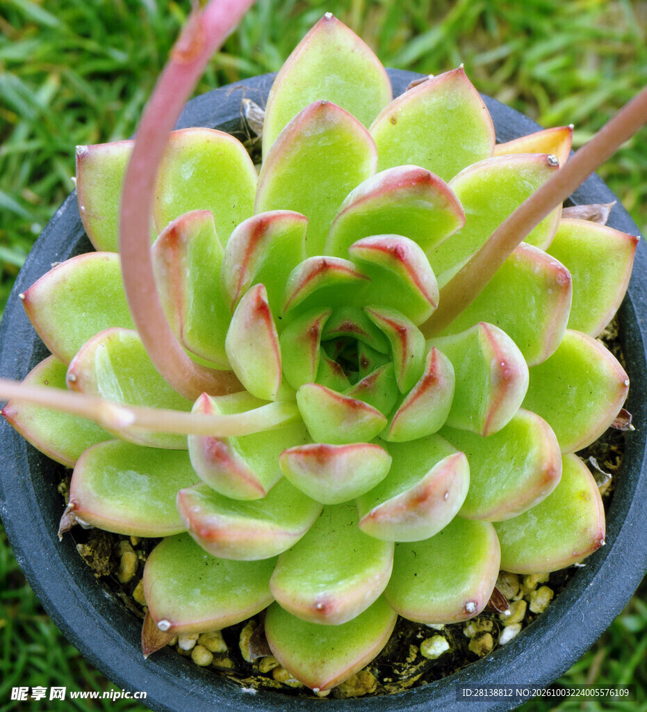 多肉植物盆栽特写