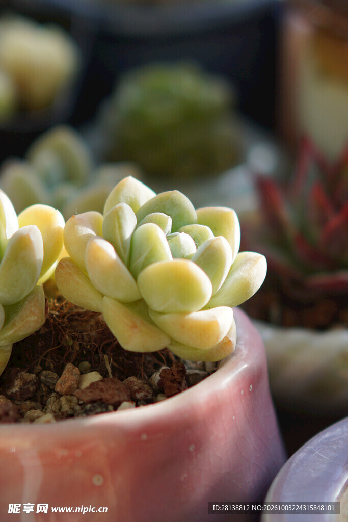 多肉植物盆栽特写