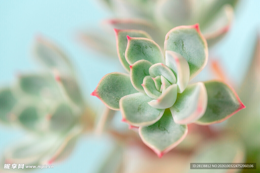 清新红边多肉特写