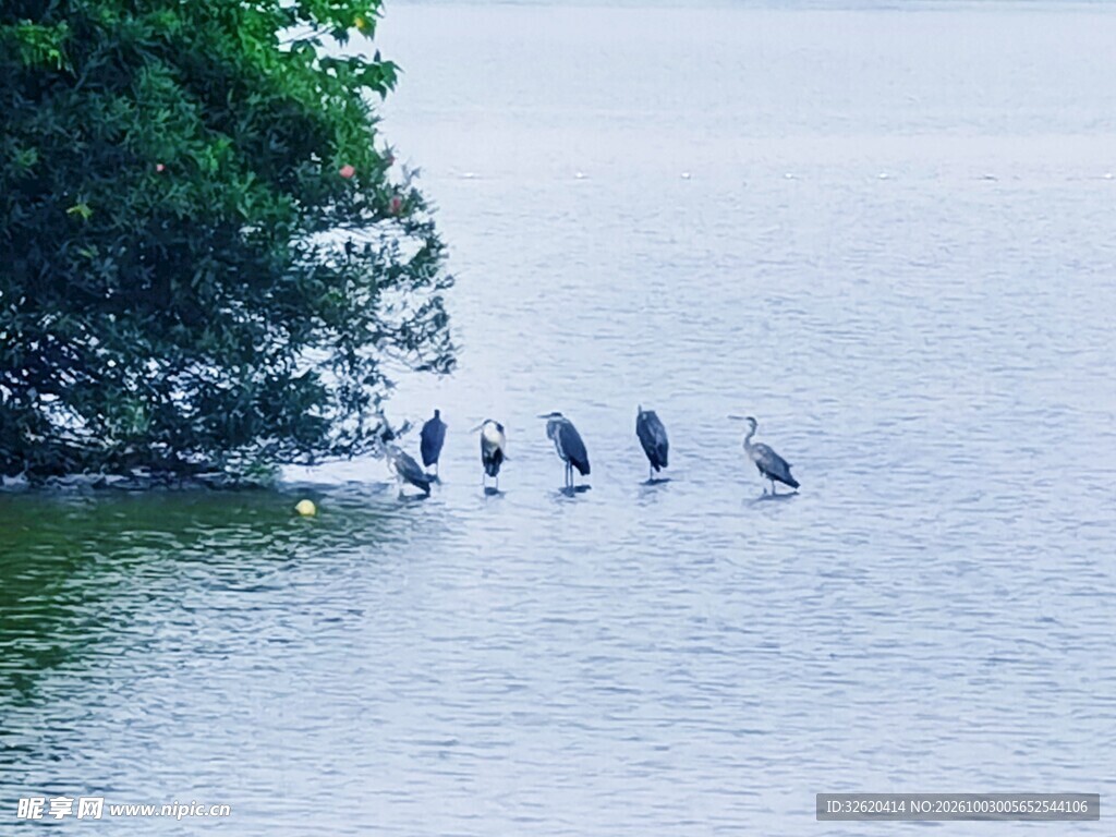 湖面休憩的水鸟群