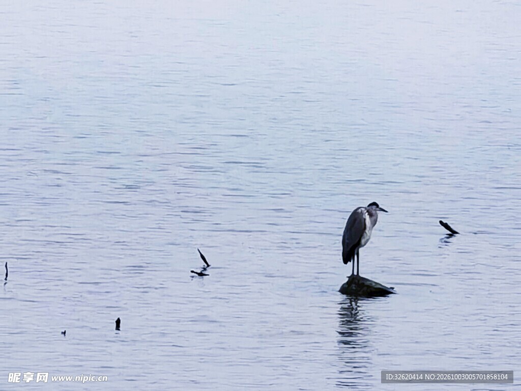 湖面苍鹭与飞鸟