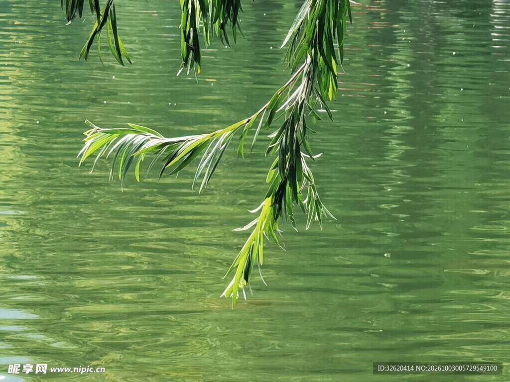 垂柳映水绿意朦胧
