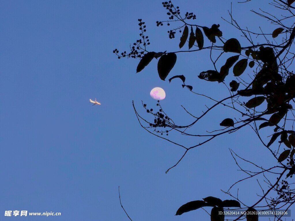 蓝空树影伴月