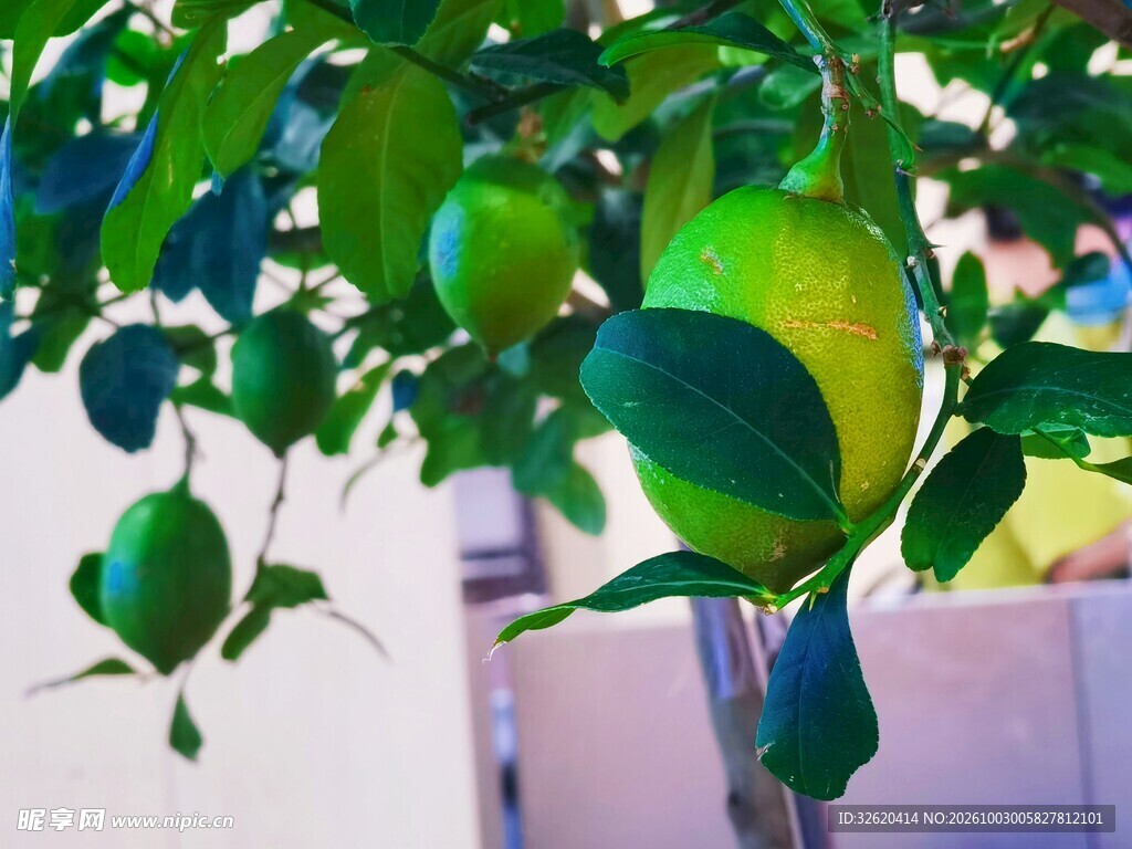 枝头挂着青柠檬