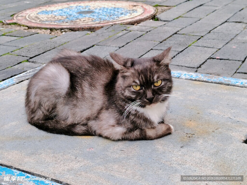 户外趴卧的灰猫