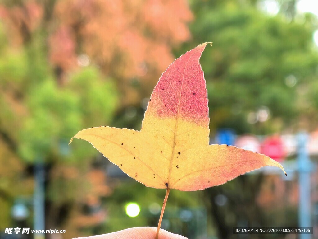 秋日渐变枫叶