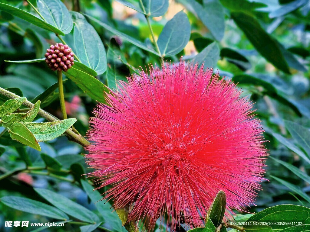 红绒球花卉