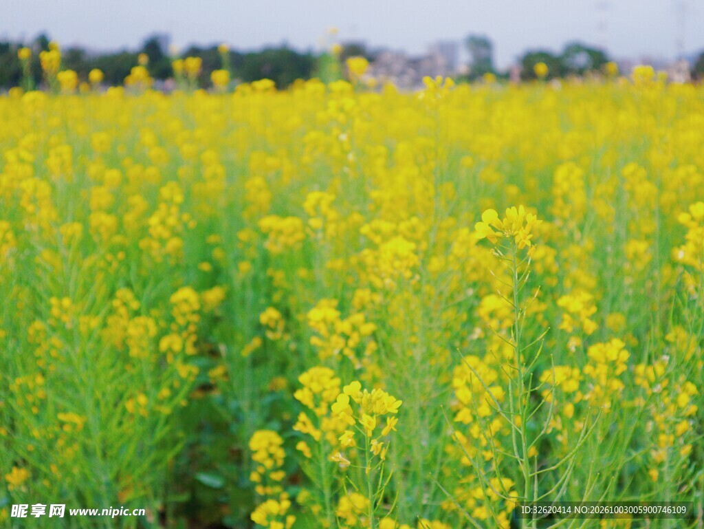春日油菜花田