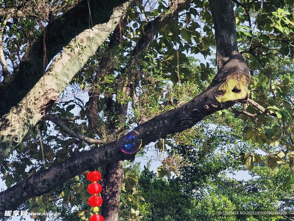 树枝 林木