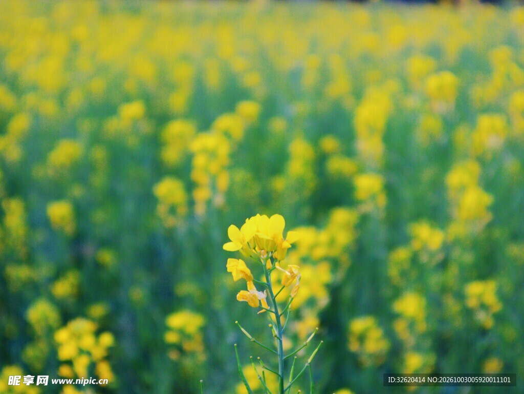 油菜花