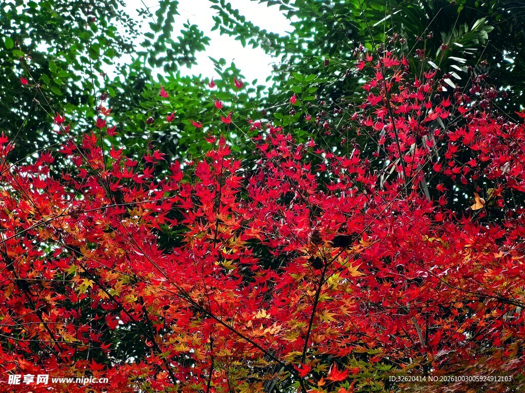 红花绿植自然景观