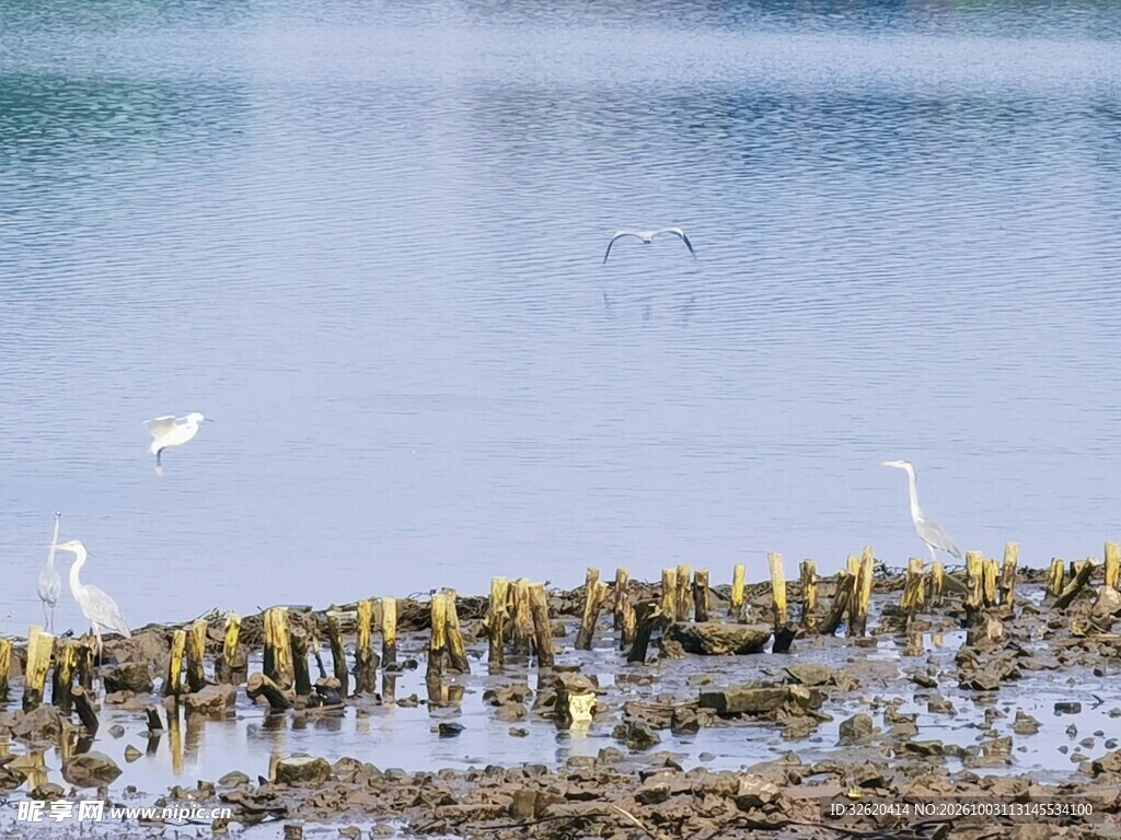 湿地滩涂白鹭栖息