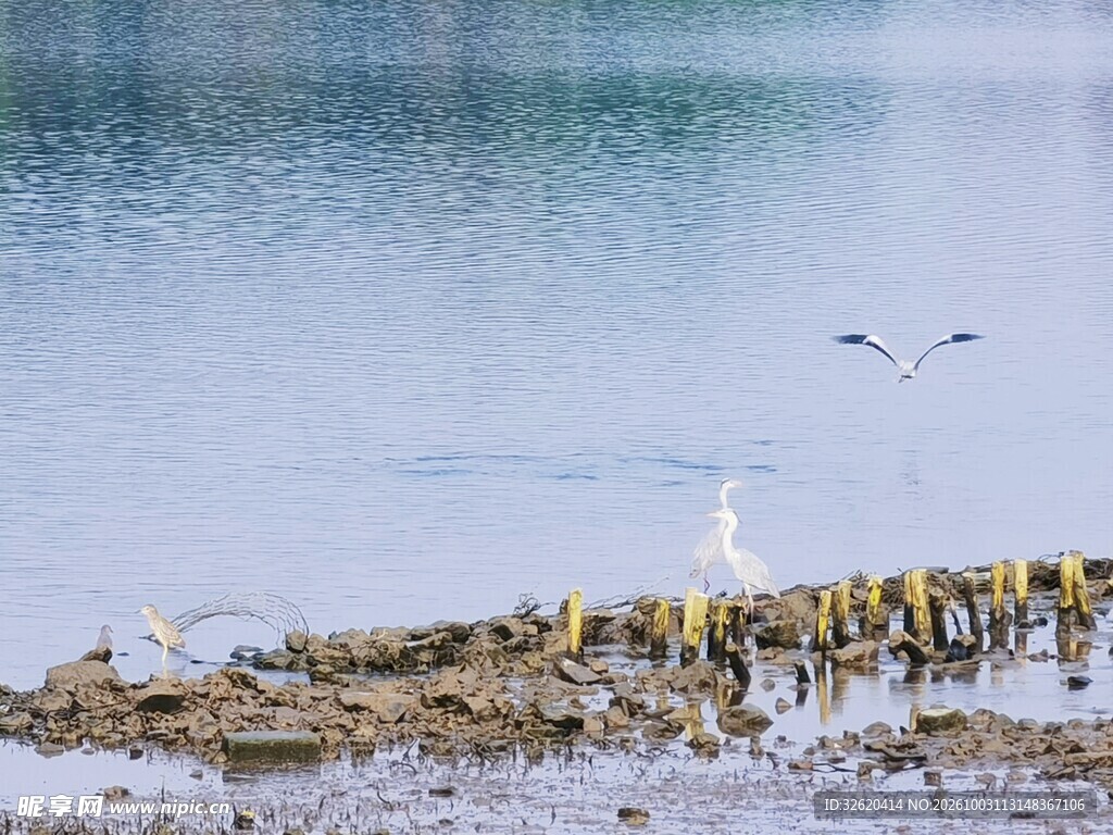 海滨滩涂飞鸟风光