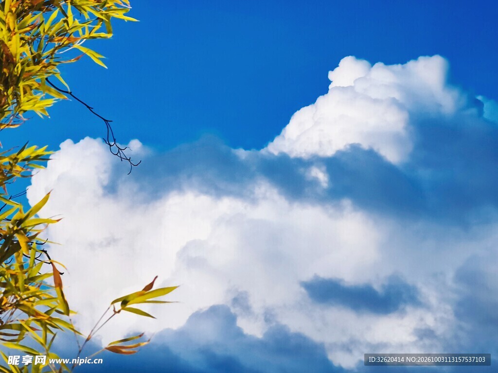 蓝天竹叶晴空云景