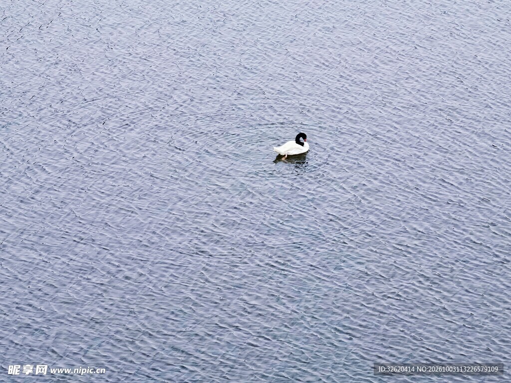 湖面独自游弋的天鹅
