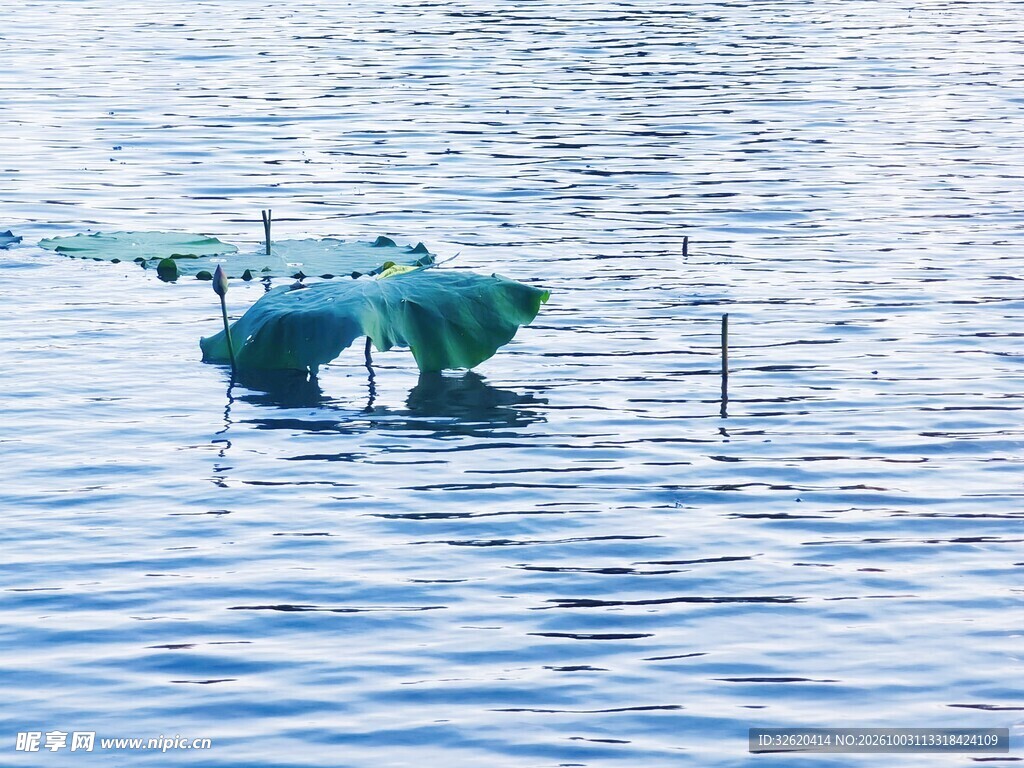 水面残荷倒影