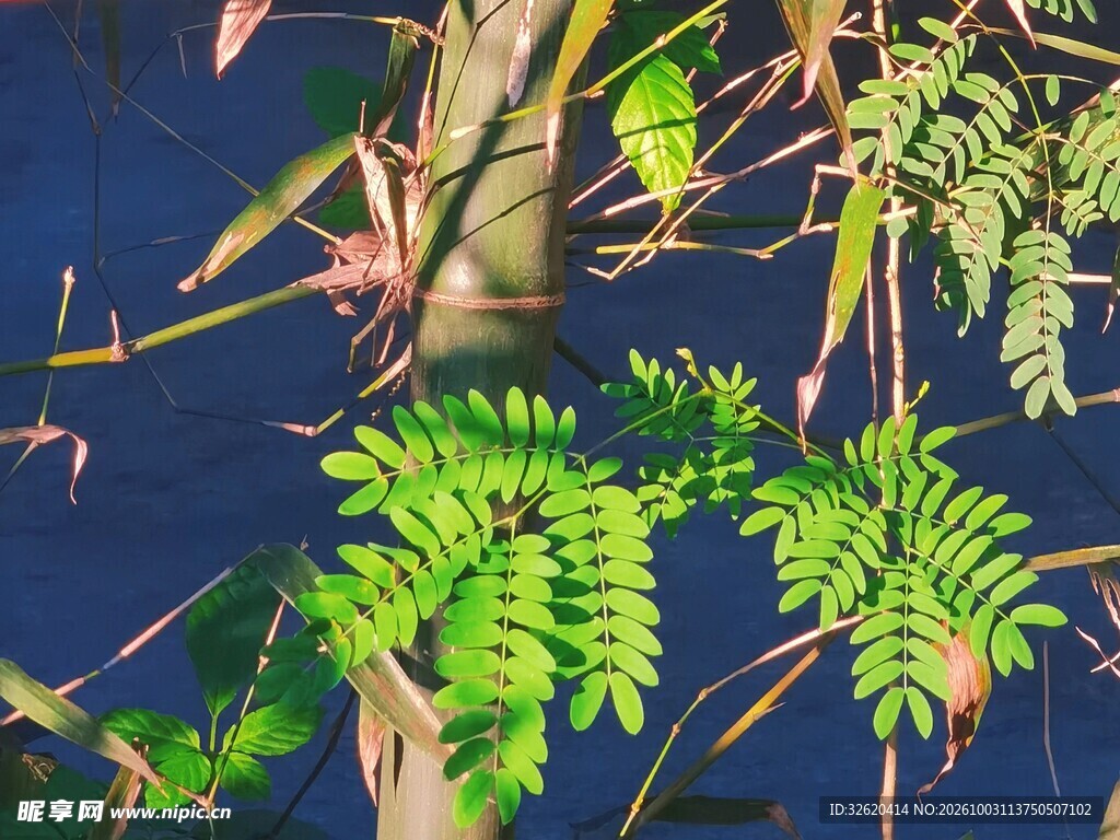 水畔绿植枝叶
