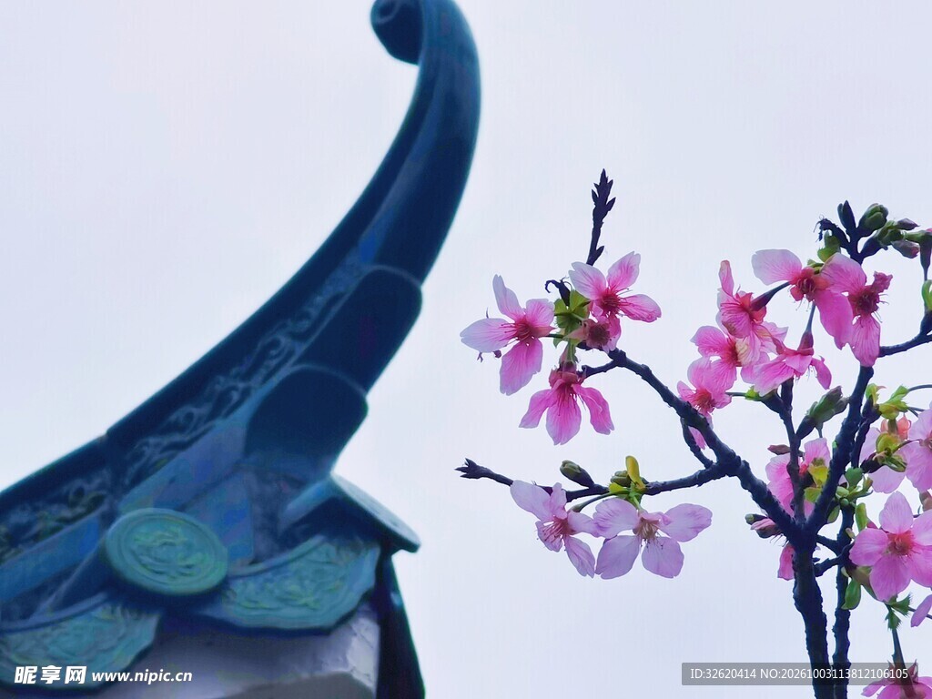 檐伴春花