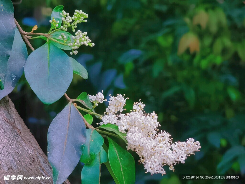 粉花绿植自然小景