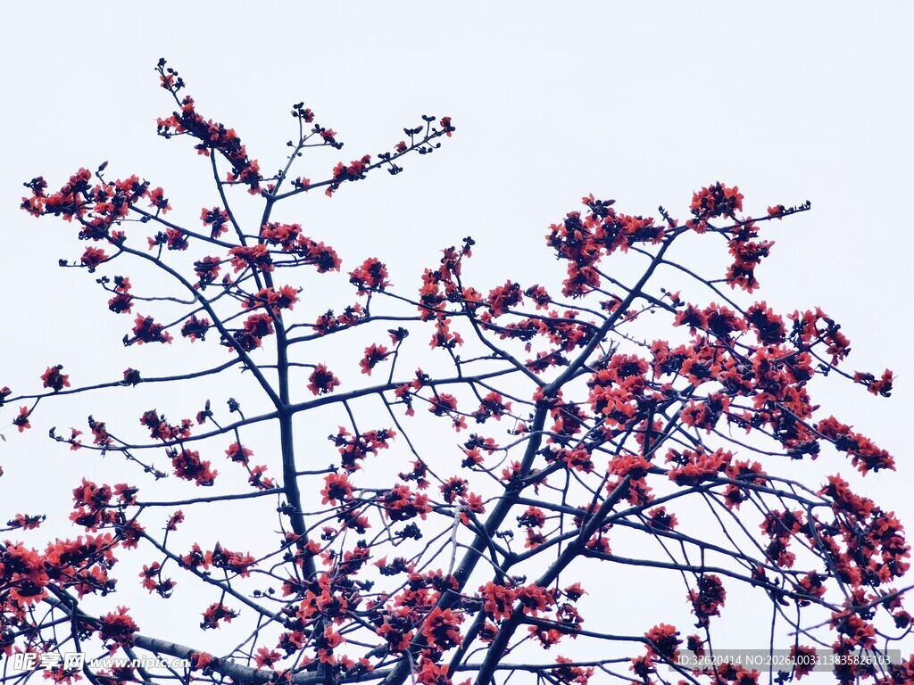 春日仰拍红花枝桠