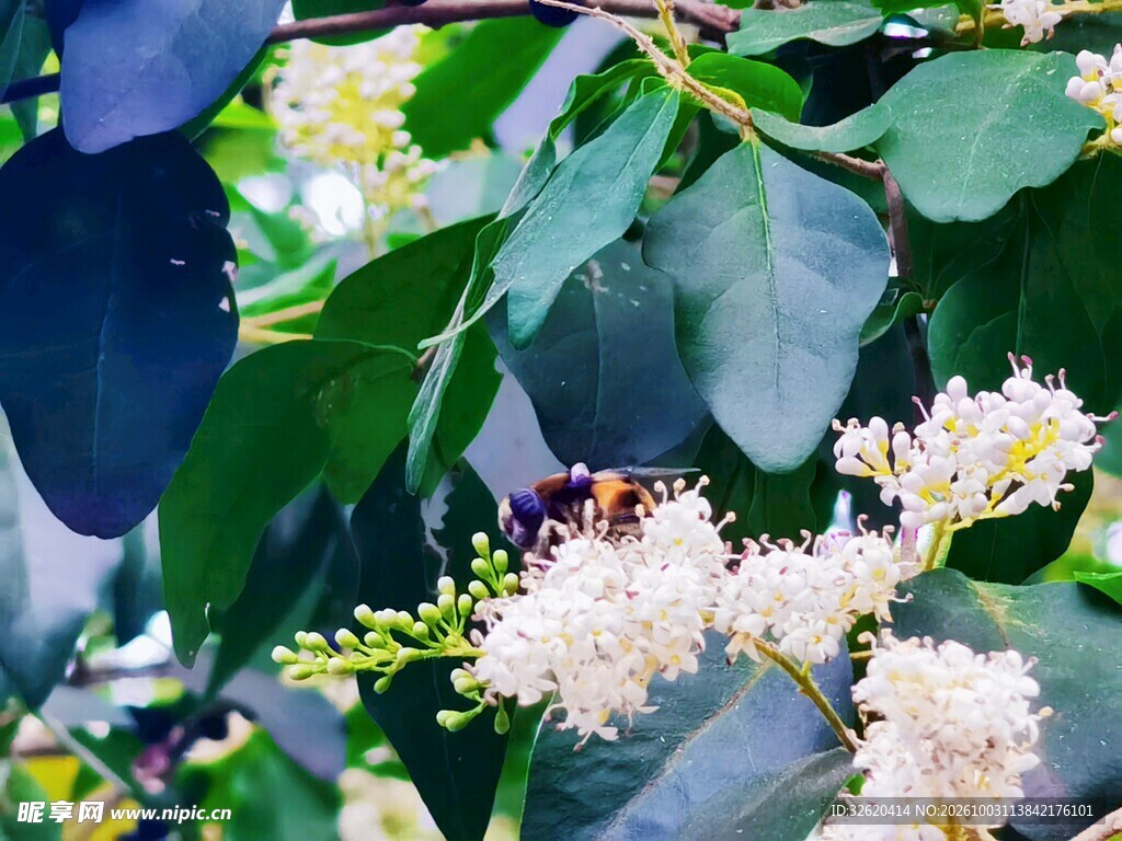 绿叶丛中白色花簇