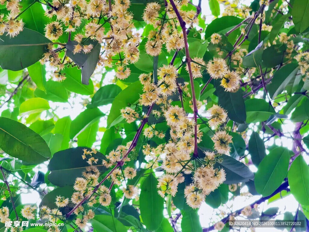 绿叶丛中簇生小花
