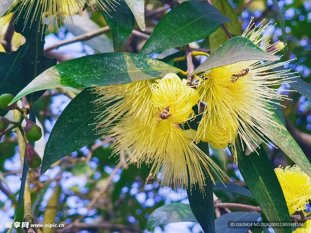 黄色花丝花卉自然特写
