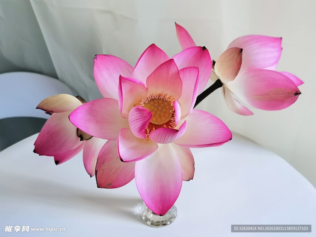 粉色荷花