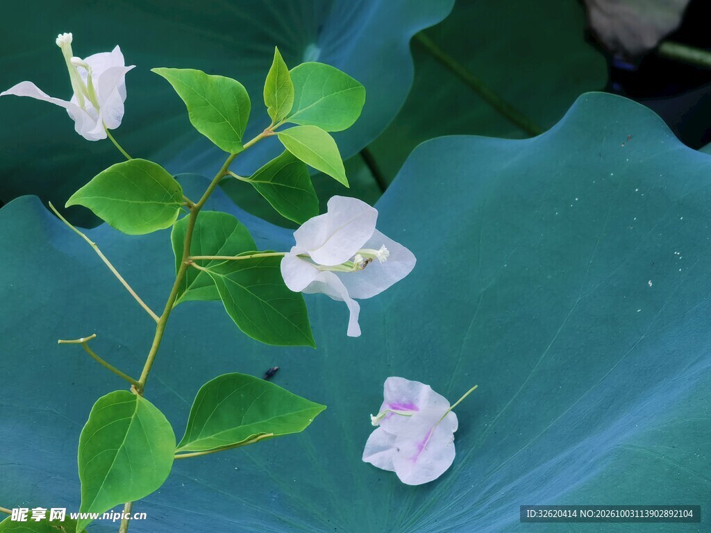 浅粉花绿叶