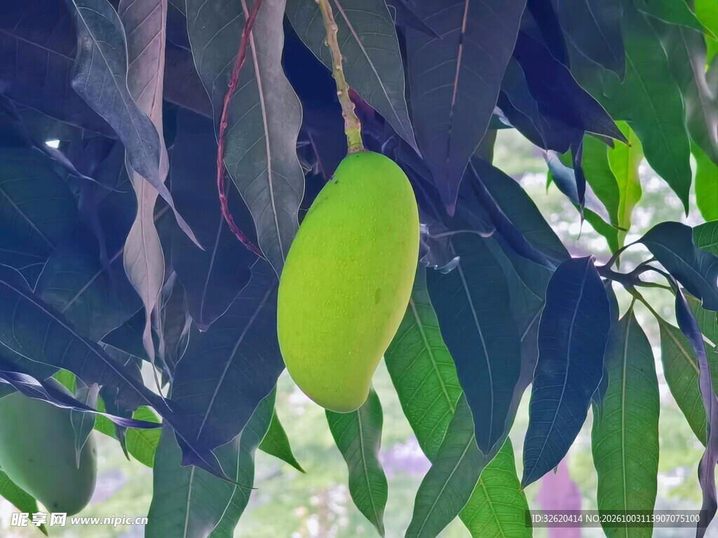 树上的青芒果