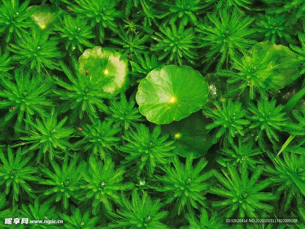 翠绿苔藓自然