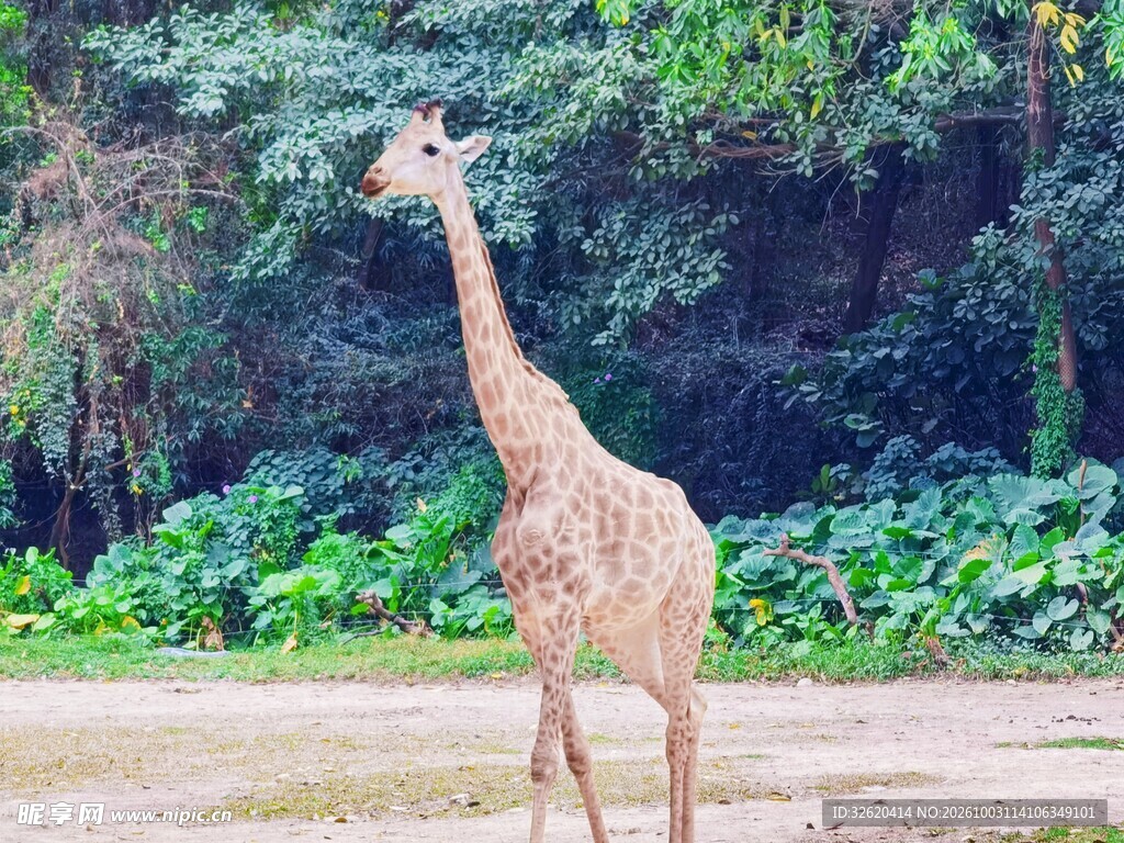林间长颈鹿