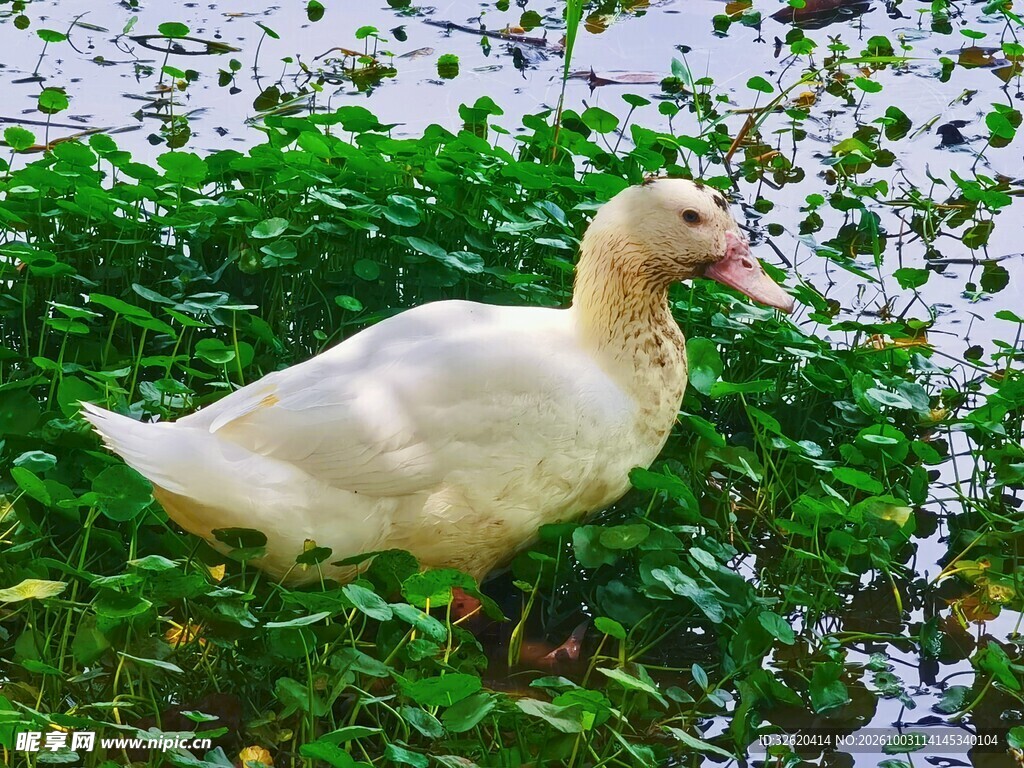 水草间的白鸭