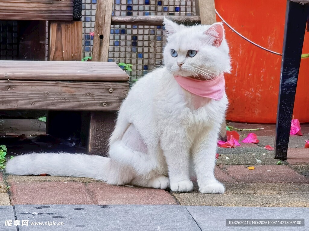 白猫