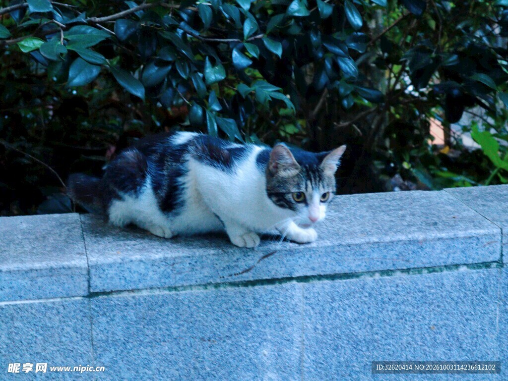 墙头行走的小花猫