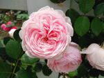 粉色重瓣月季花