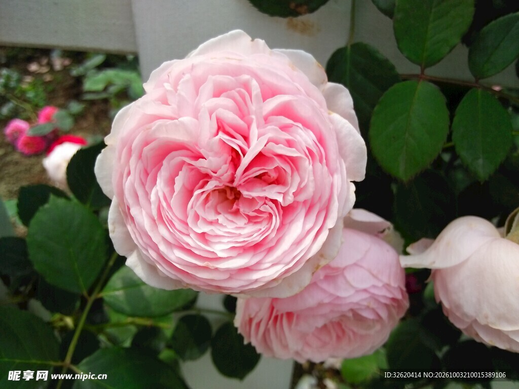 粉色重瓣月季花