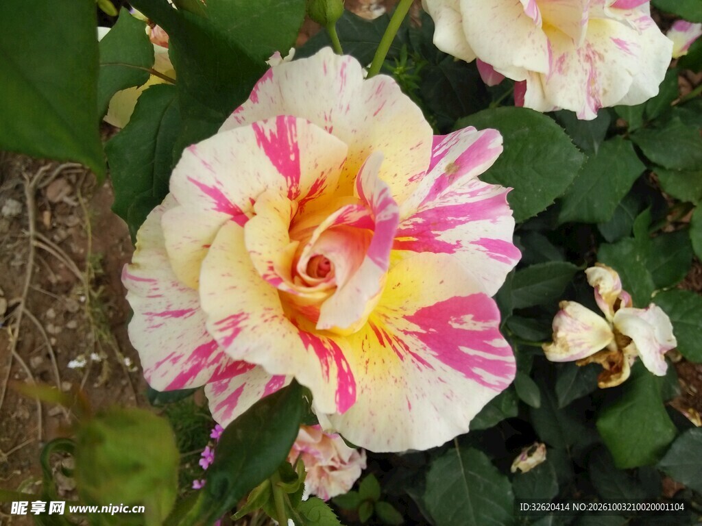 月季花
