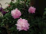 芍药花