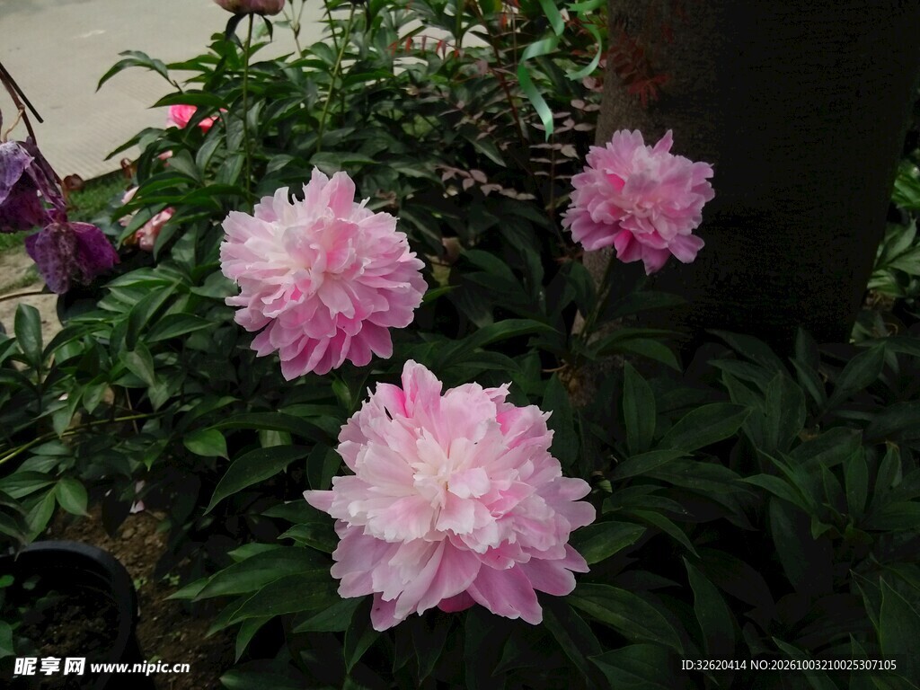 芍药花