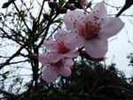春日枝头桃花绽放