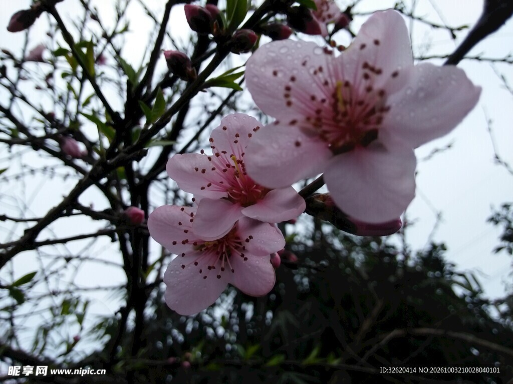 春日枝头桃花绽放