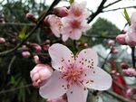 春日桃花绽放
