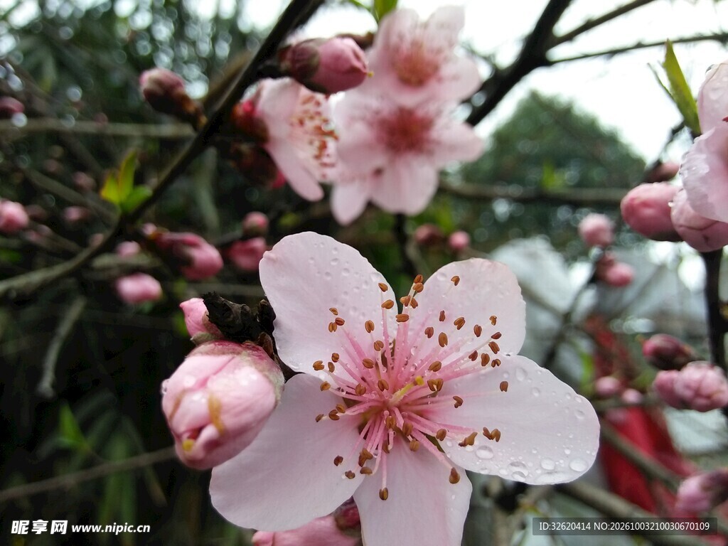 春日桃花绽放