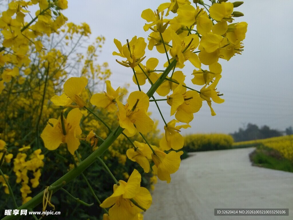 春日河畔油菜花