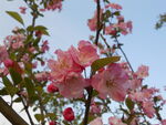 春日粉花映蓝天