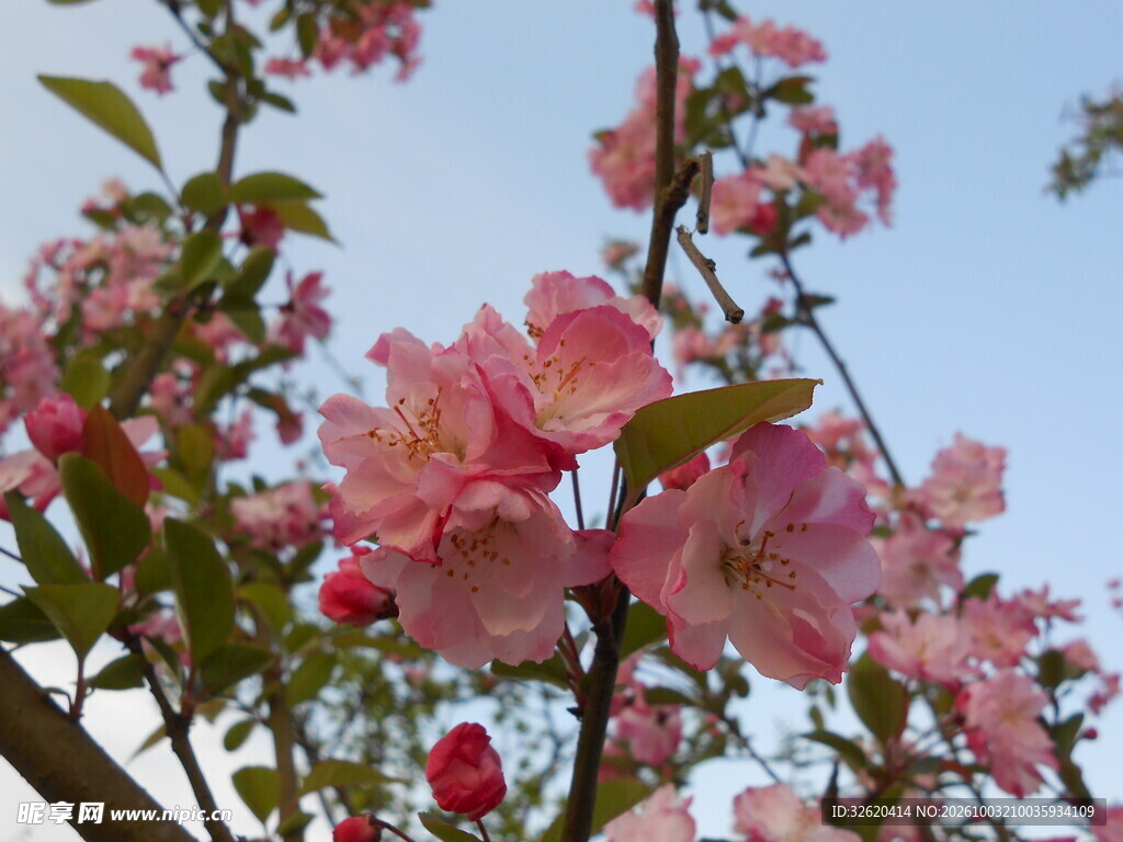 春日粉花映蓝天
