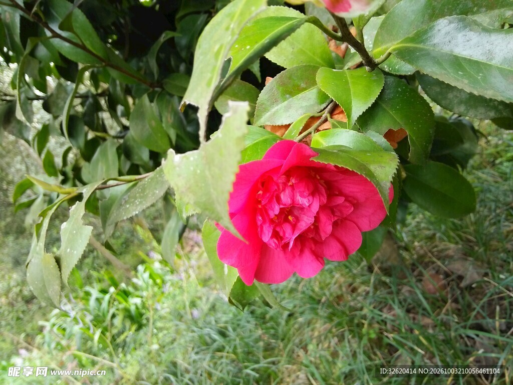 山茶花
