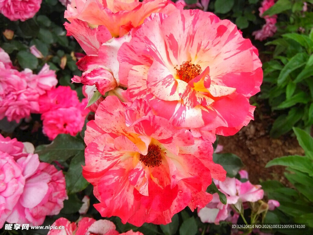 蜀葵花