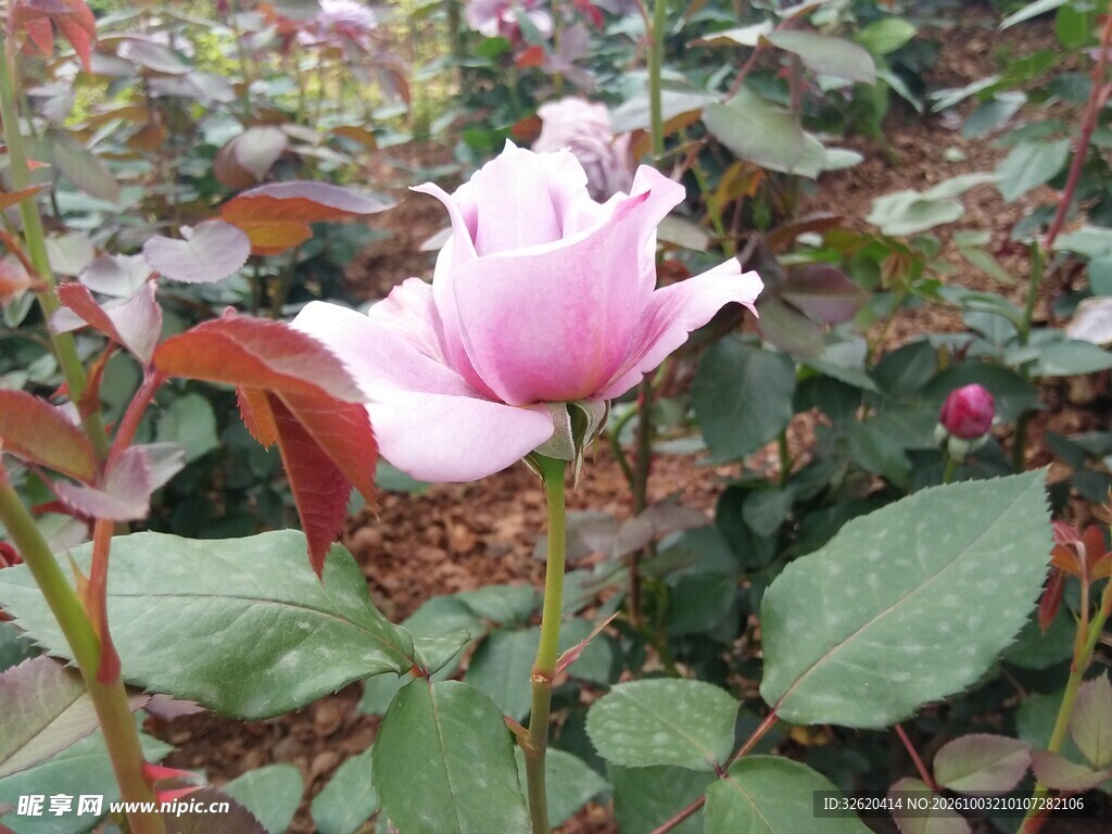 粉色月季花
